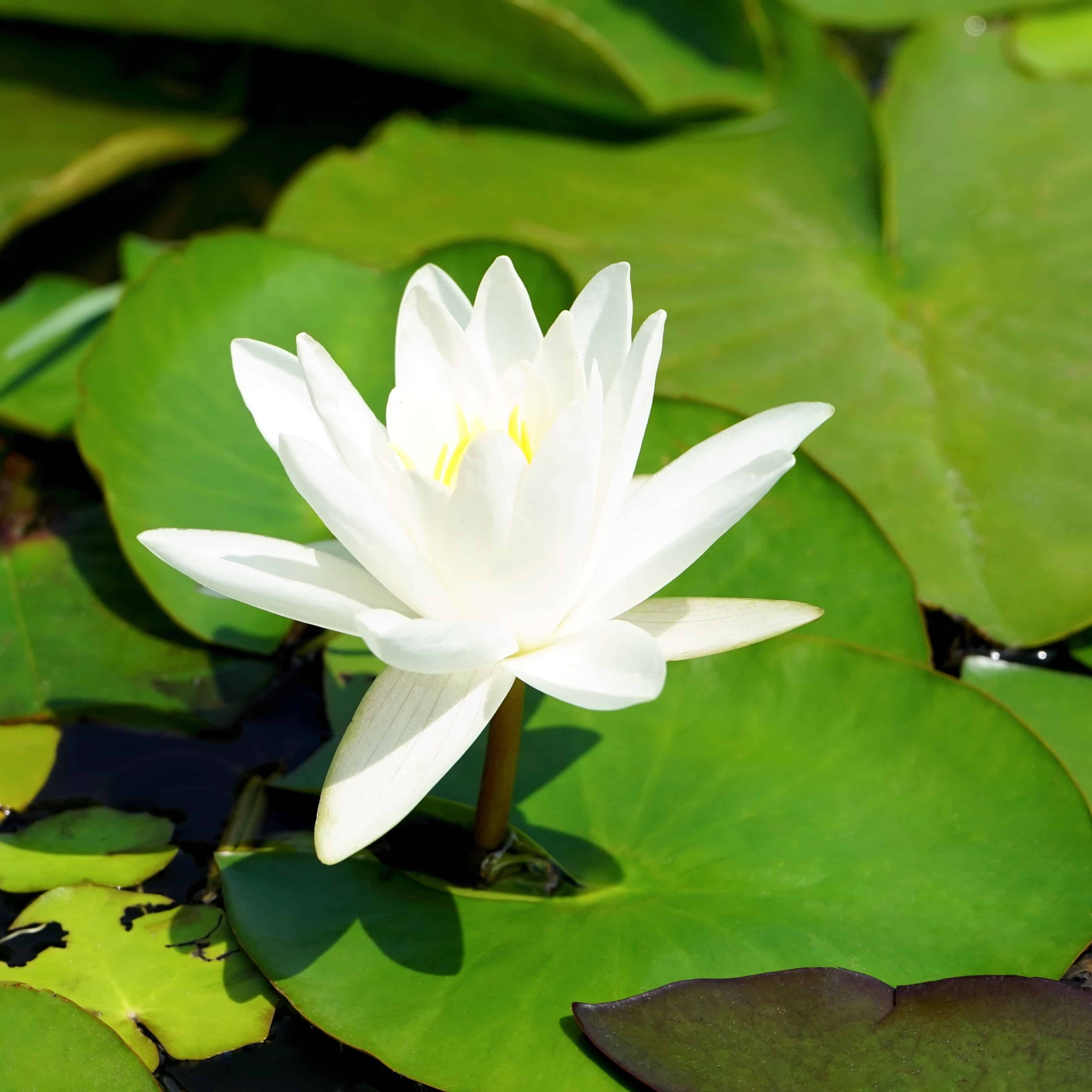 White Lotus